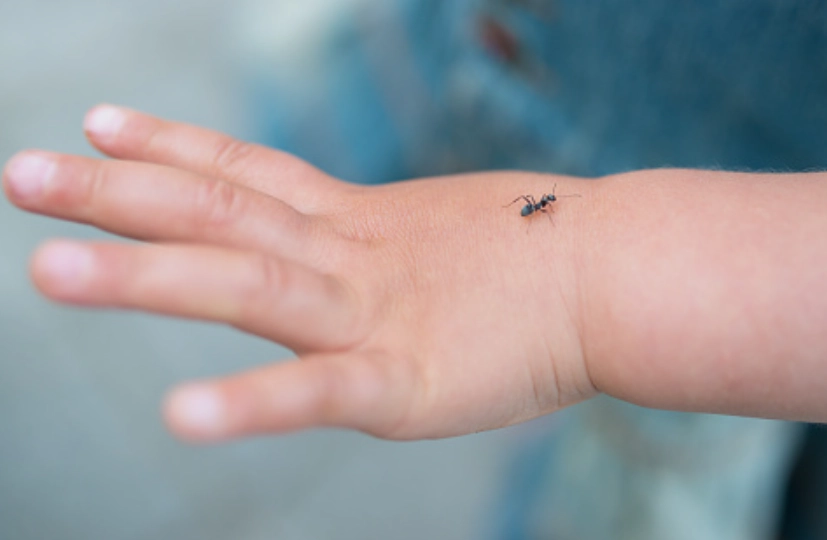 螞蟻夢境解析 螞蟻夢境解析