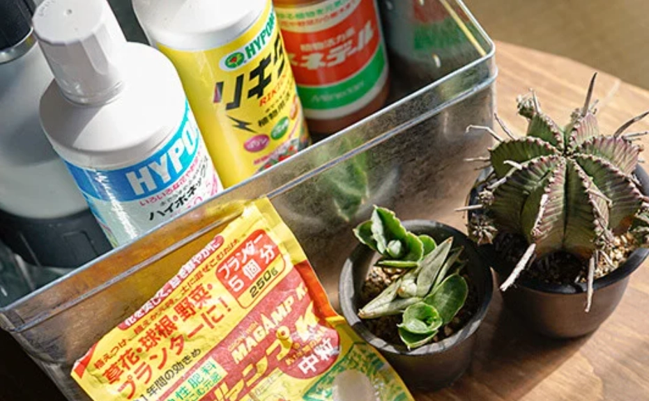 多肉植物施肥