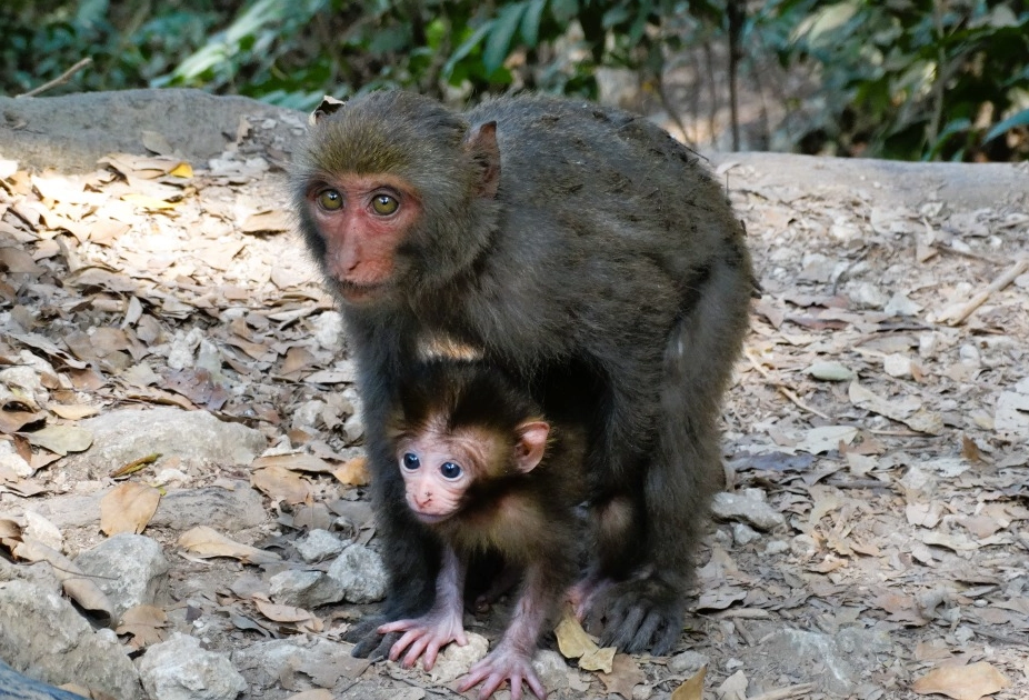 猴子夢境意義 猴子夢境意義