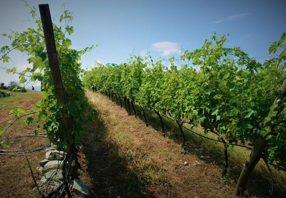 最佳葡萄种植时机