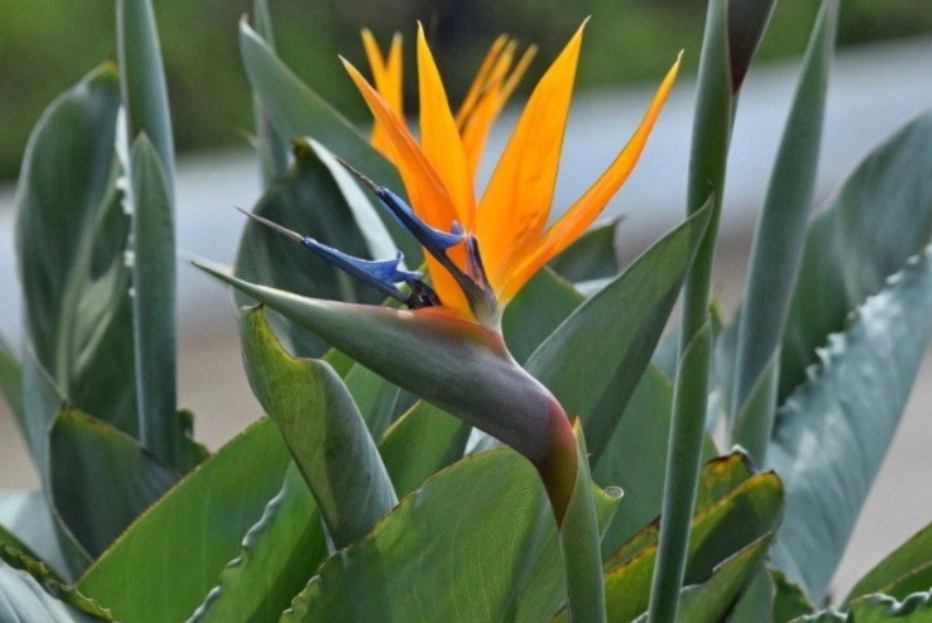 天堂鸟养护方法