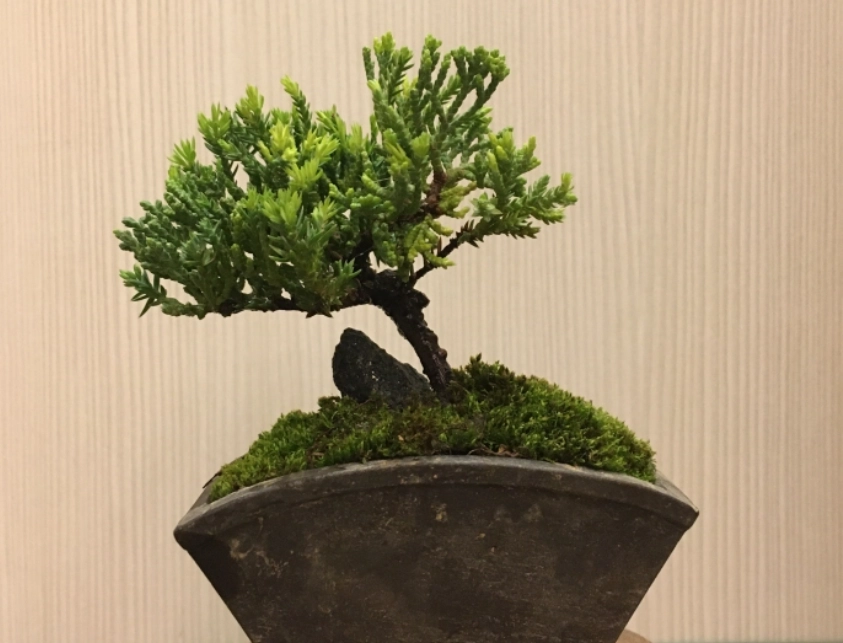 真柏與珍珠柏比較