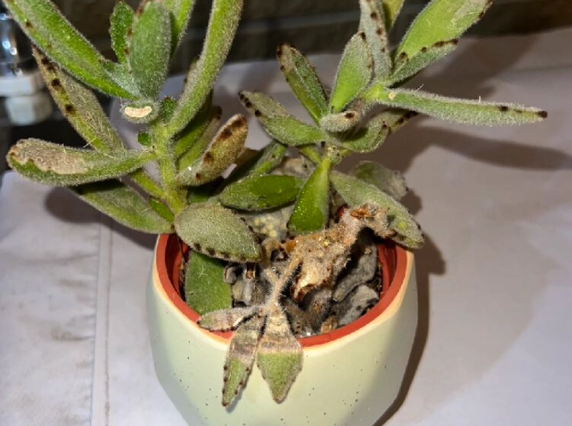 多肉植物葉子爛掉 多肉植物葉子爛掉