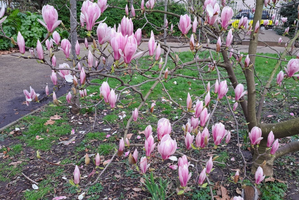 玉蘭花肥料推薦 玉蘭花肥料推薦