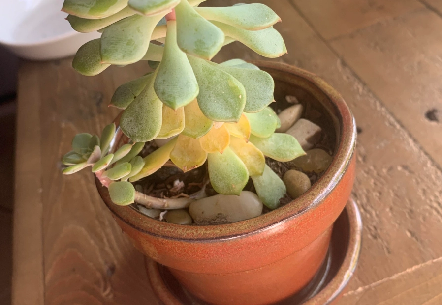 多肉植物變黃