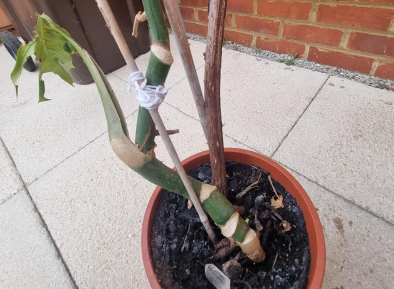 盆栽急救技巧 盆栽急救技巧