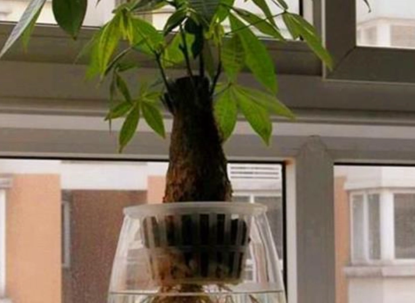 发财树水耕烂根预防 发财树水耕烂根预防