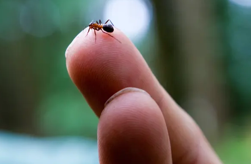 螞蟻夢境解析 螞蟻夢境解析