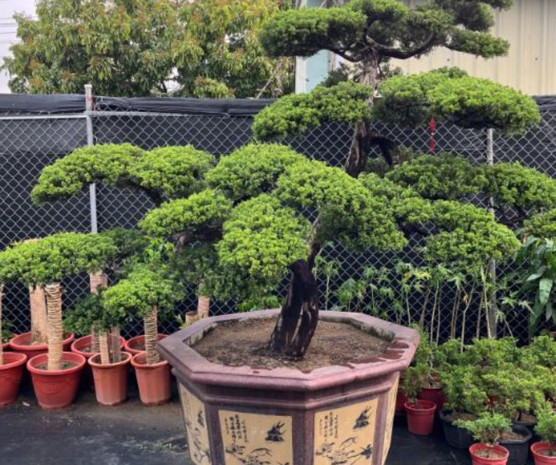 真柏挑選 真柏挑選