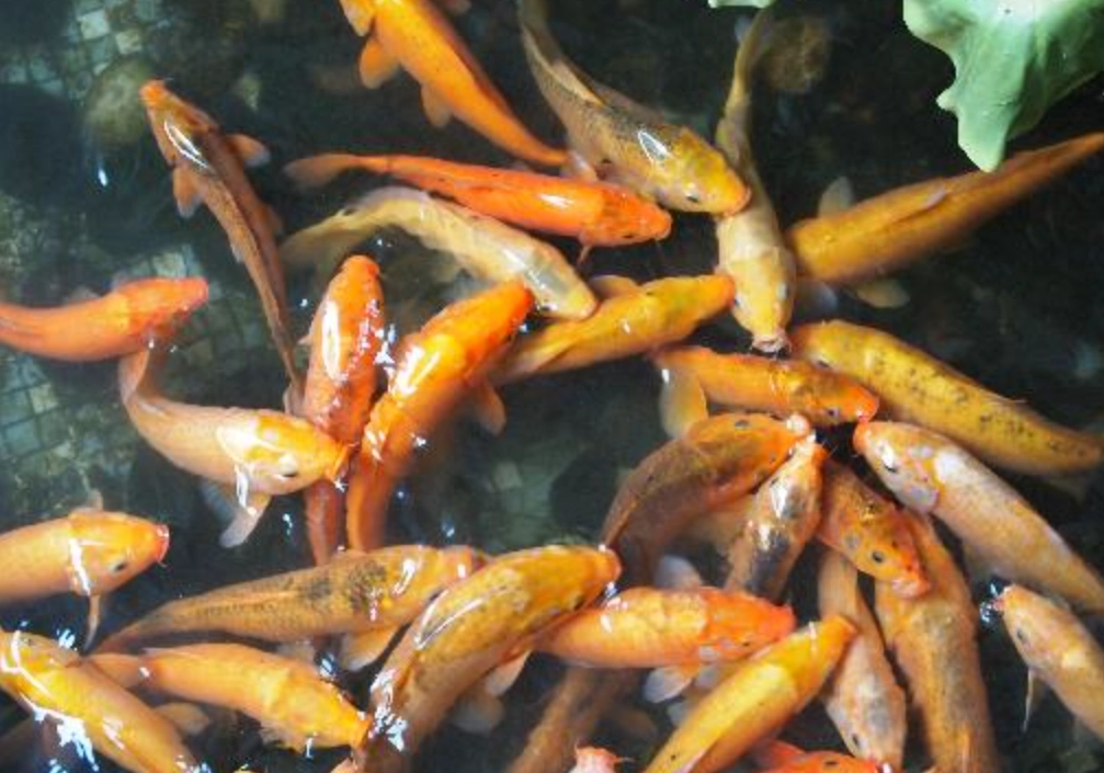 魚池很多魚 夢境意義