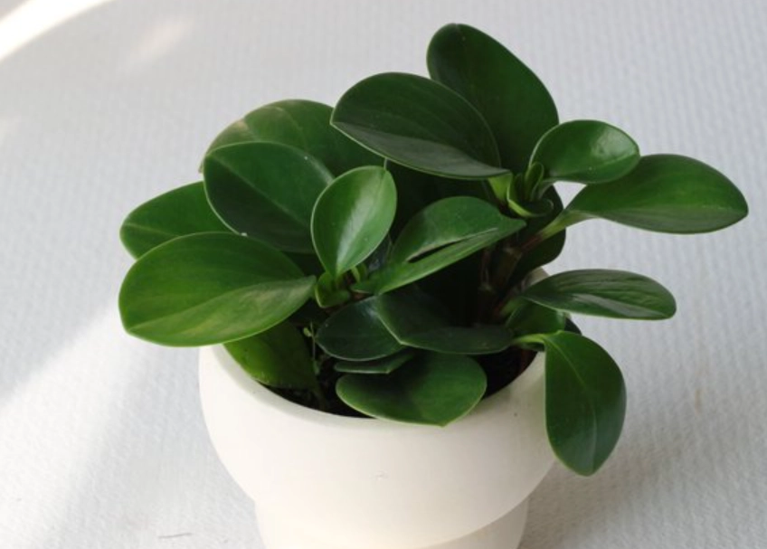 金錢樹圓葉病蟲害 金錢樹圓葉病蟲害