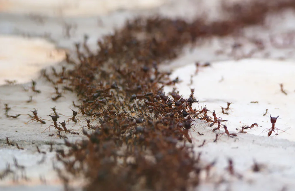 螞蟻夢境解析 螞蟻夢境解析