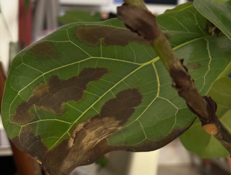 金錢樹葉子變黑原因 金錢樹葉子變黑原因