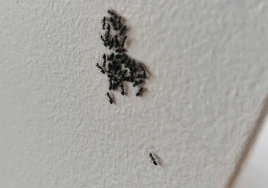 牆上螞蟻 夢境 牆上螞蟻 夢境