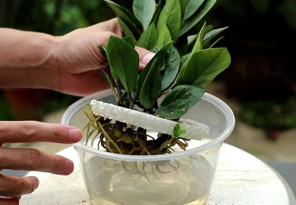 水培金錢樹方法 水培金錢樹方法