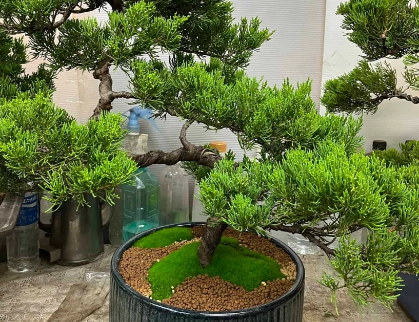 真柏選購技巧 真柏選購技巧