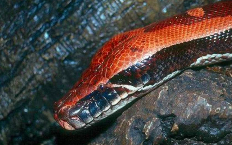 紅色大蟒蛇 夢 解析 紅色大蟒蛇 夢 解析