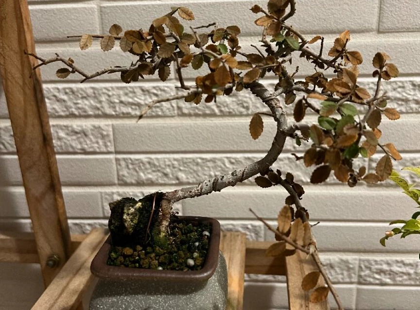 盆栽救活 盆栽救活