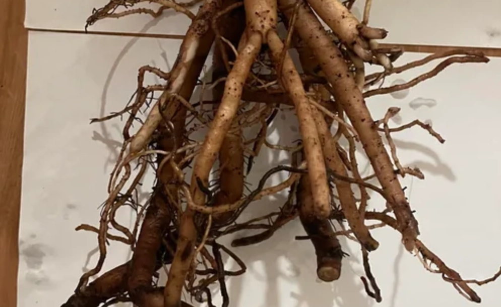 天堂鳥爛根治療