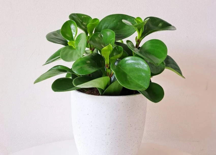 金錢樹圓葉病蟲害 金錢樹圓葉病蟲害