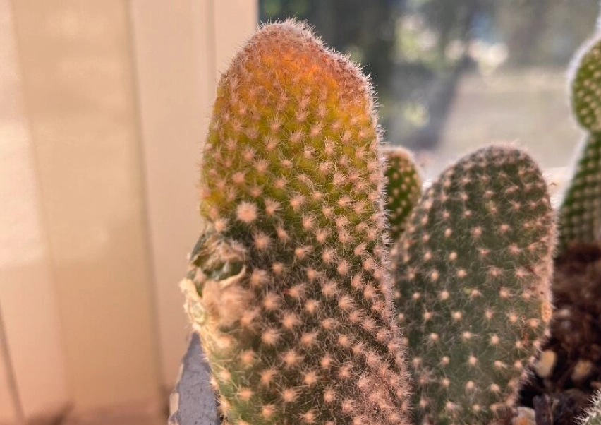 仙人掌急救方法 仙人掌急救方法