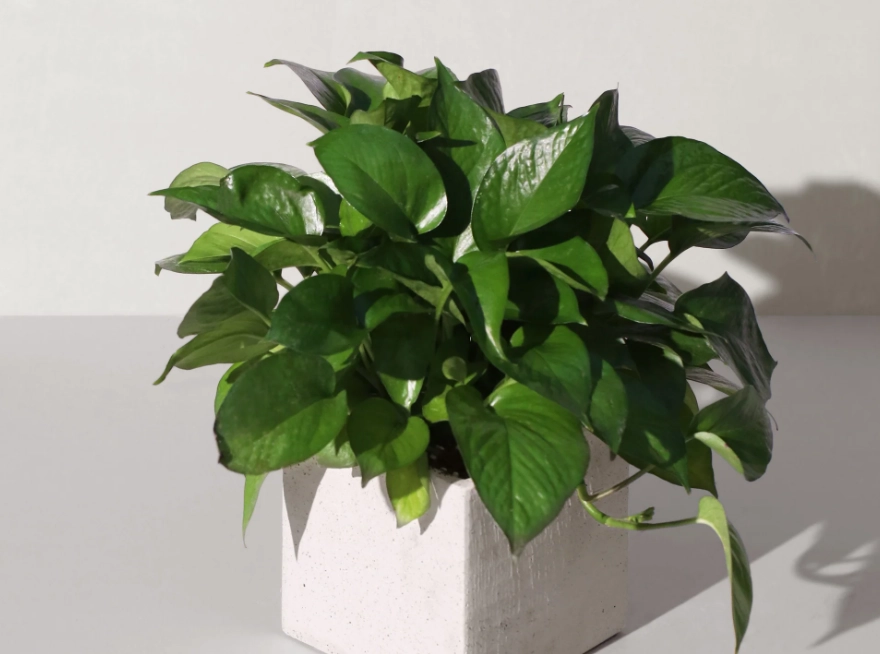 耐旱植物 耐旱植物