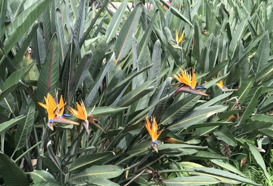 天堂鸟养护方法