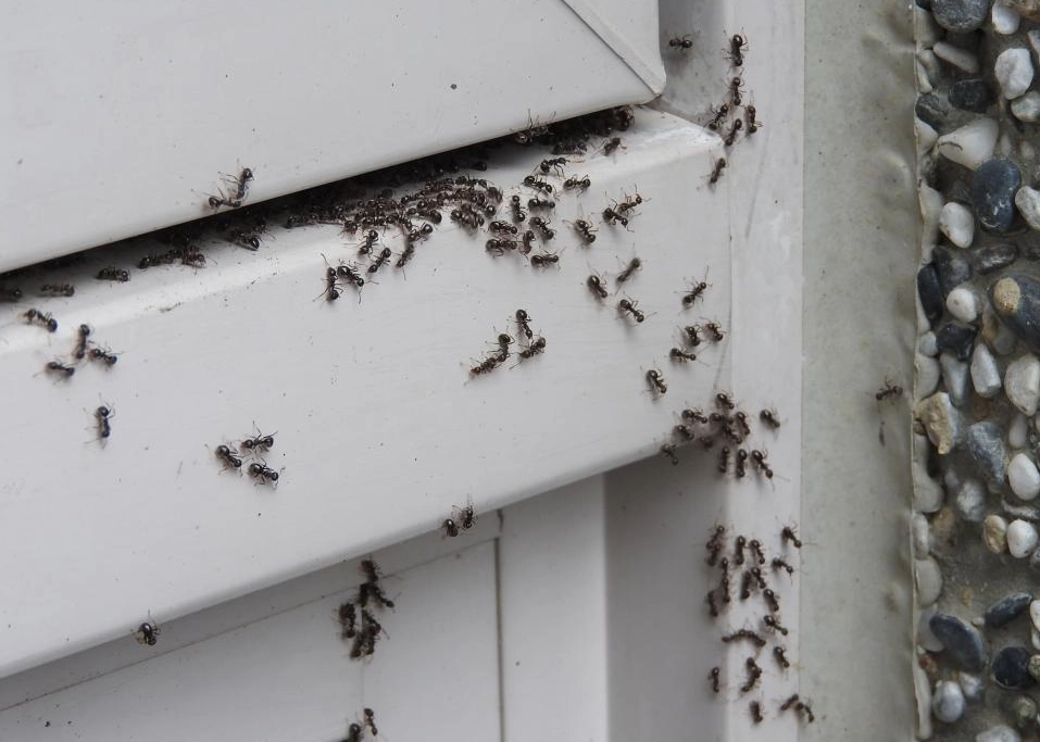 螞蟻夢境解析 螞蟻夢境解析