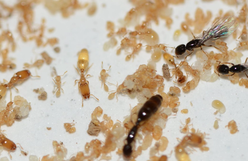 螞蟻夢境解析 螞蟻夢境解析