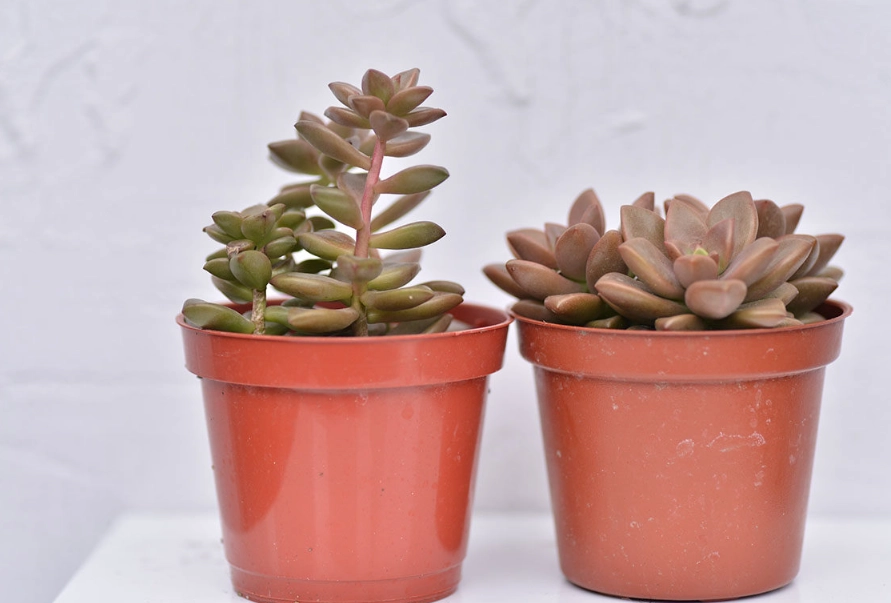 多肉徒長原因 多肉徒長原因