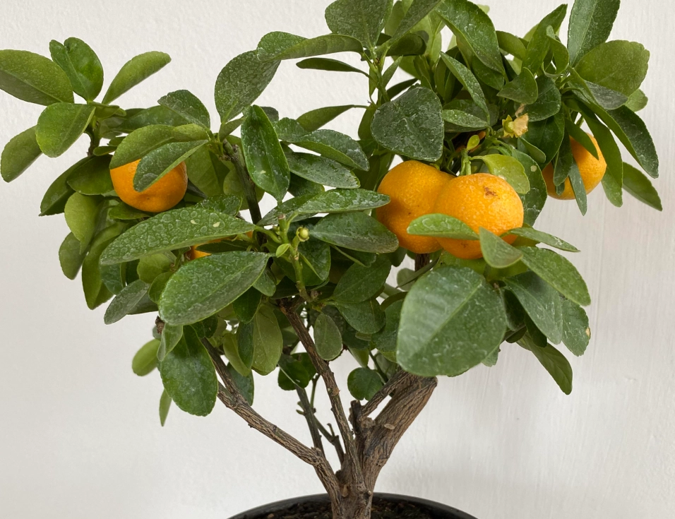 橘子樹盆栽推薦 橘子樹盆栽推薦
