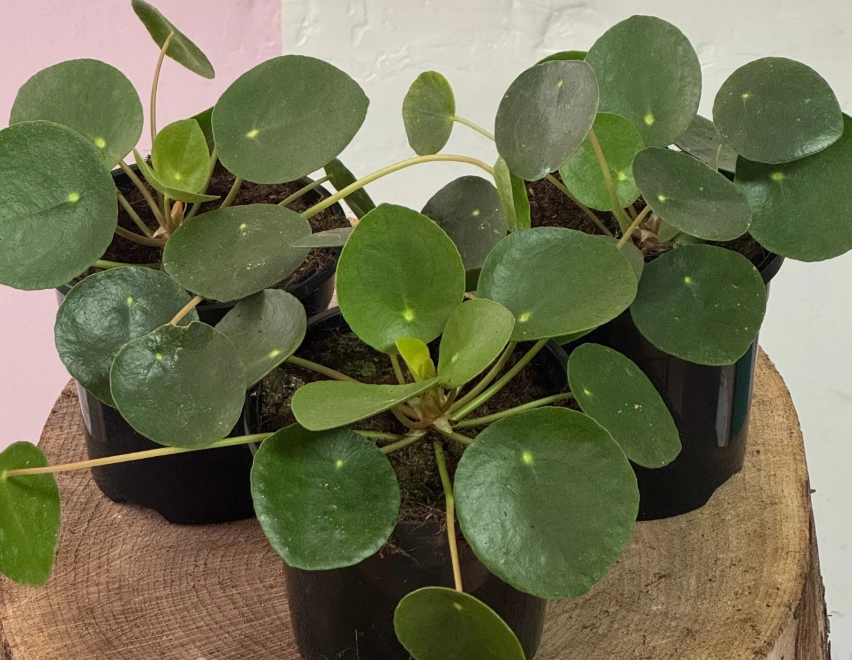 金錢樹圓葉養護 金錢樹圓葉養護