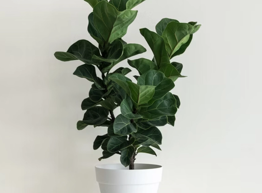 大型室內植物推薦