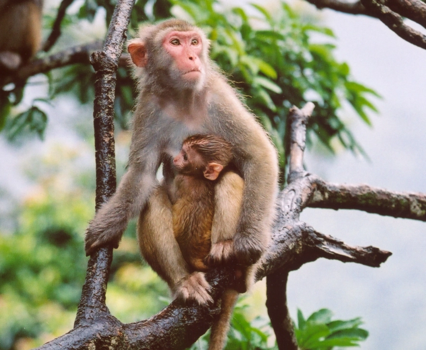 猴子夢境意義 猴子夢境意義