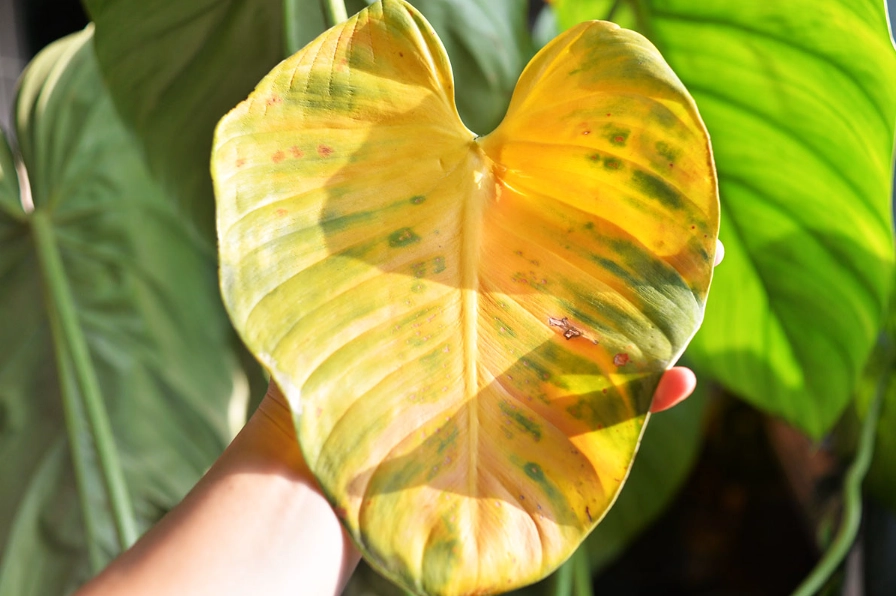 植物葉子變黃原因 植物葉子變黃原因