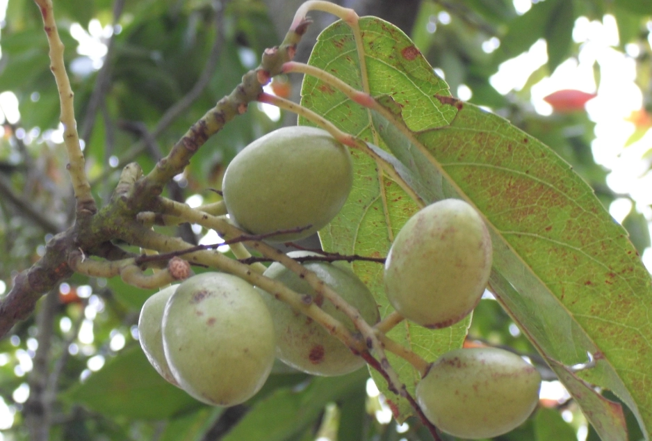 陰影處喬木養護 陰影處喬木養護