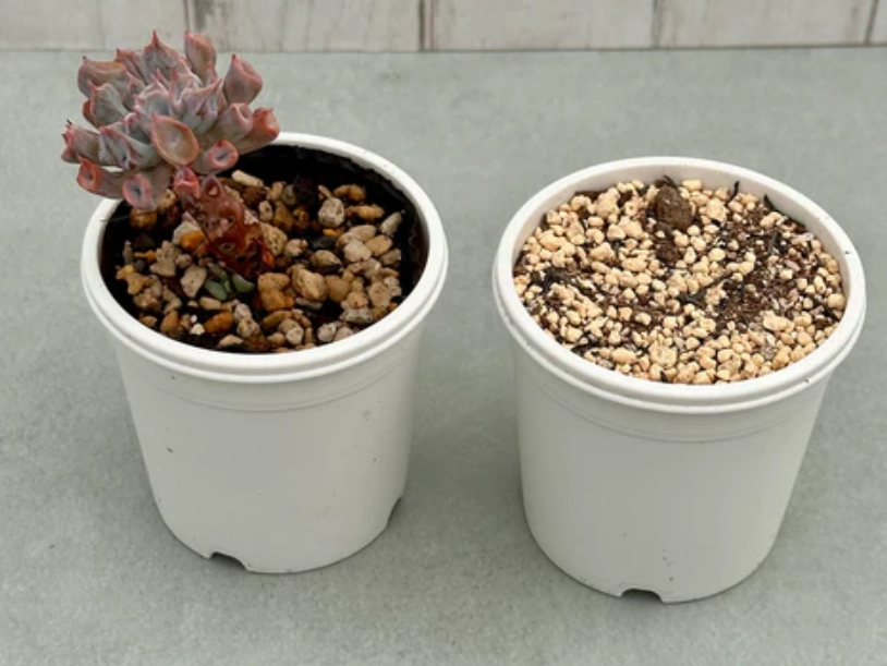 多肉植物土壤配方