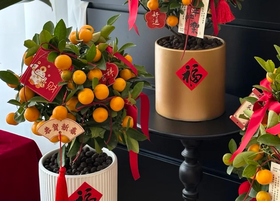 橘子樹盆栽照顧 橘子樹盆栽照顧