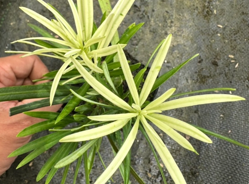 羅漢松養護 羅漢松養護