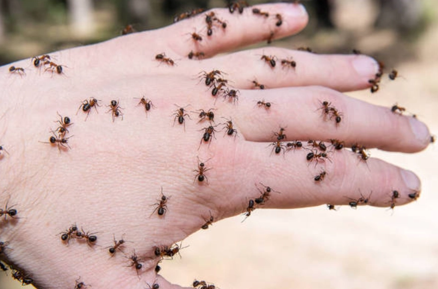 螞蟻夢境解析 螞蟻夢境解析