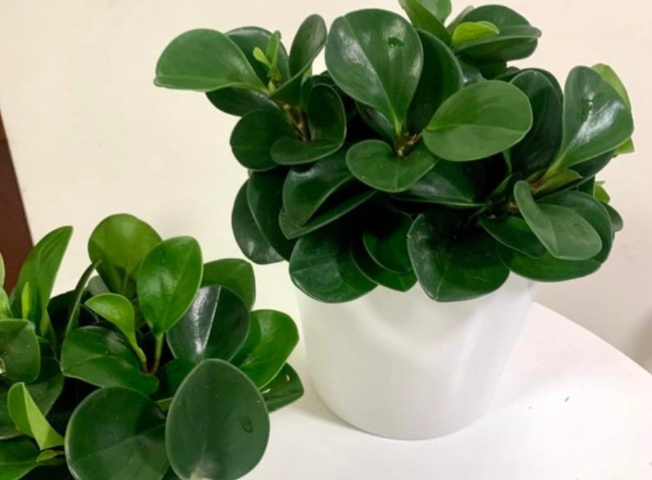 金錢樹圓葉養護 金錢樹圓葉養護