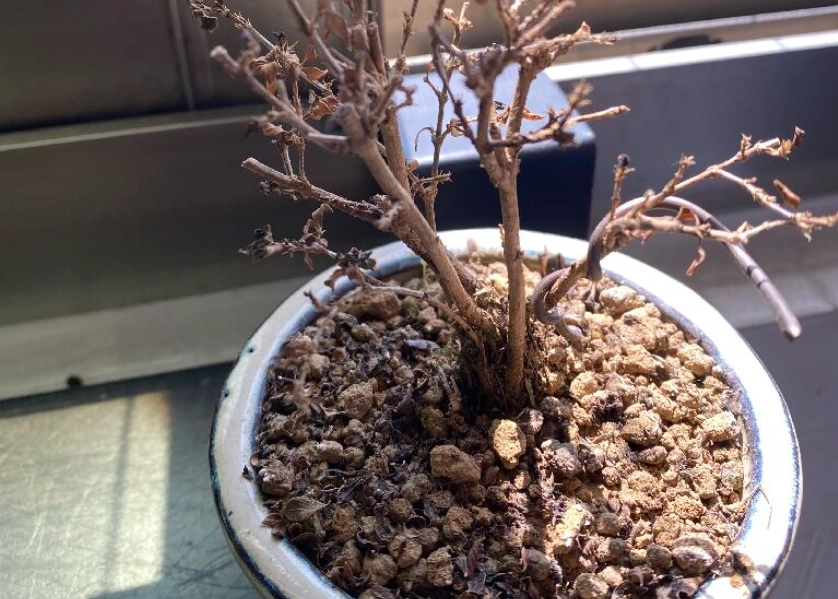 盆栽救活 盆栽救活