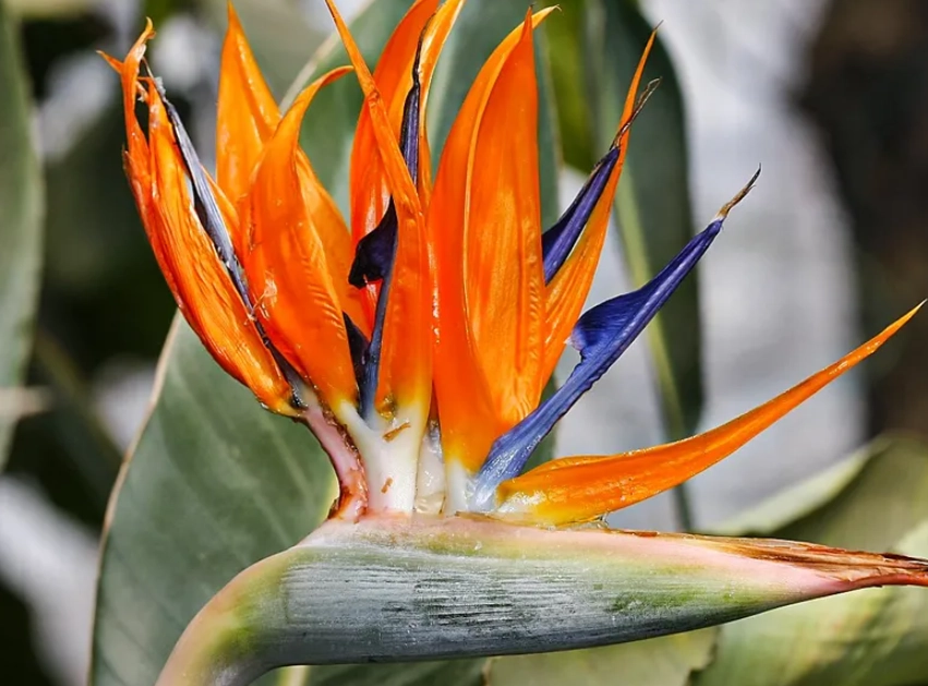 天堂鸟养护方法