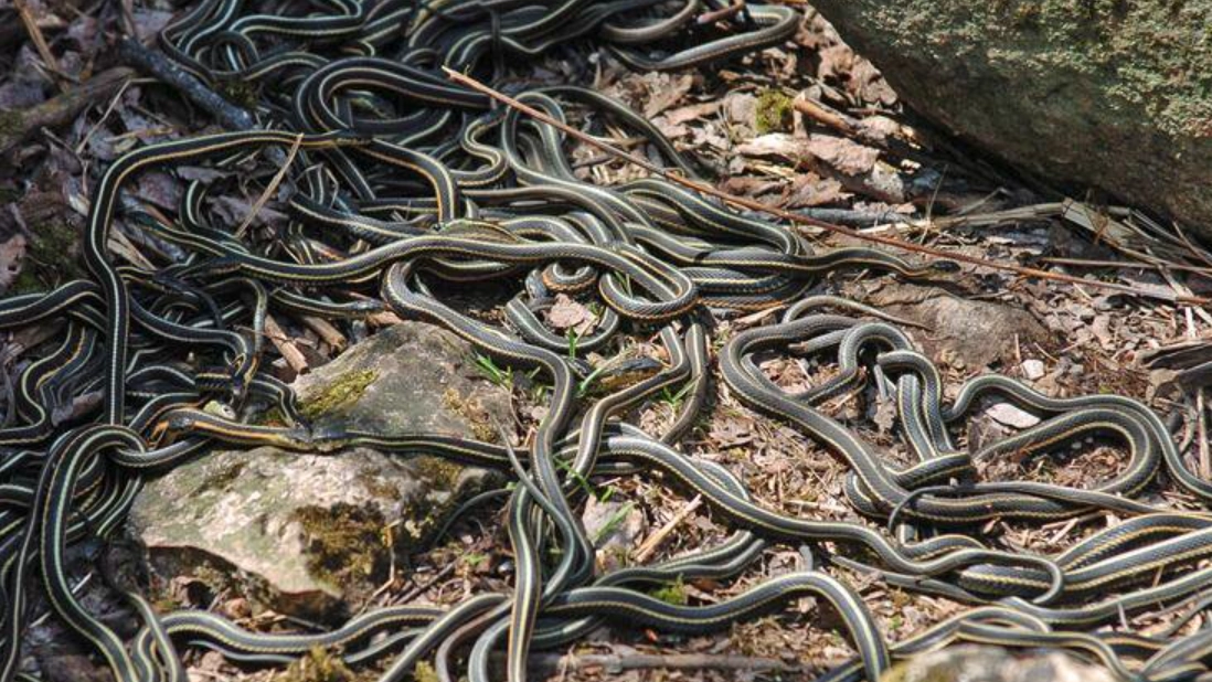 夢到很多蛇 夢到很多蛇