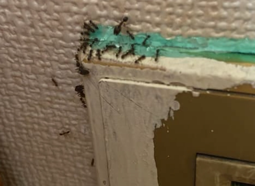 夢見螞蟻在牆上 解析 夢見螞蟻在牆上 解析