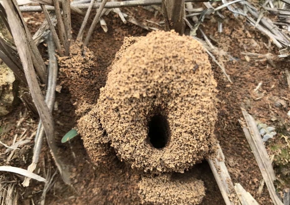 螞蟻窩夢境解析