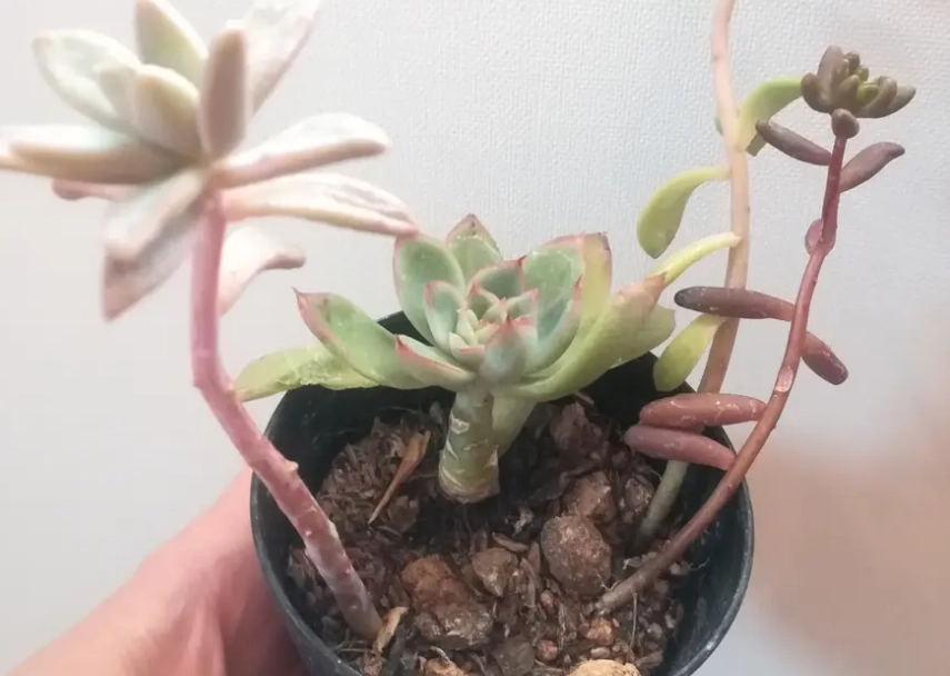 多肉徒長原因 多肉徒長原因