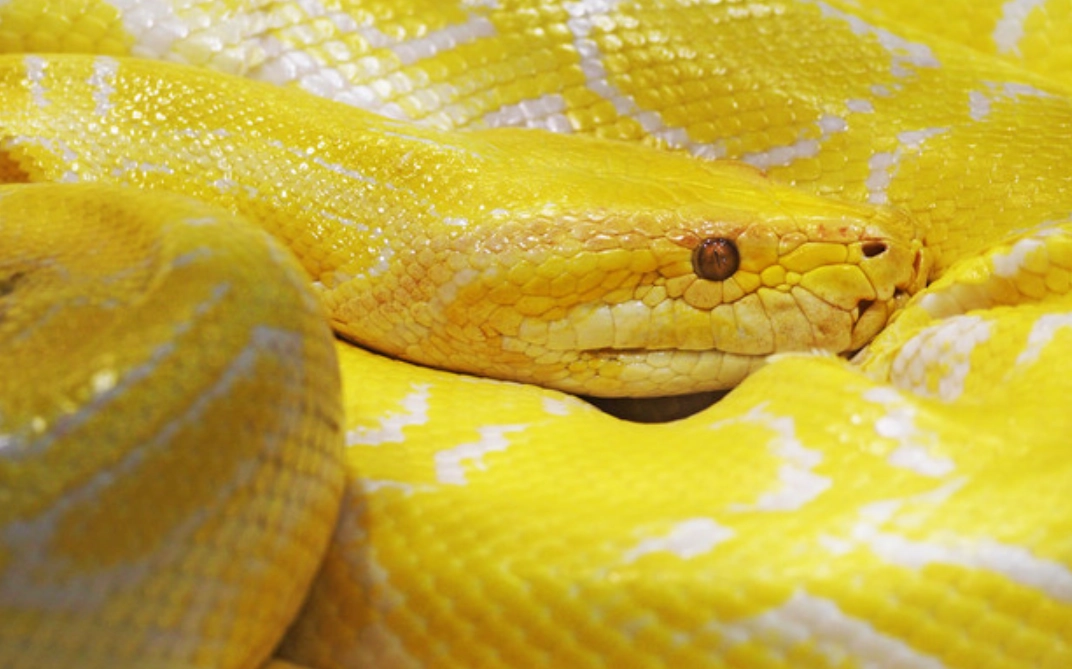 黃色蛇夢境心理學