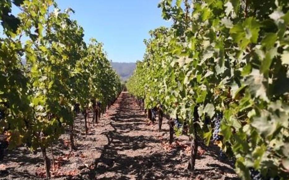 葡萄種植方法 葡萄種植方法