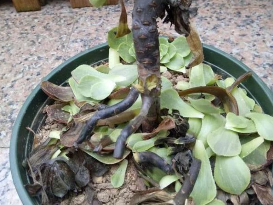 多肉植物病害防治